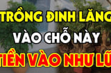 Cây Đinh Lăng trấn giữ của cải đừng trồng linh tinh: Đây là chỗ tốt nhất giúp gia chủ hút tài hút lộc