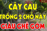 Trồng loại cây chiêu tài gọi lộc trước cổng, gia chủ phúc lâu bền, con cháu 3 đời vẫn giàu