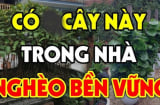 Ông bà căn dặn: 'Đừng mang cây ác vào nhà, cây càng xanh người càng suy', là cây gì?