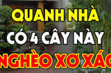 Đừng mang cây ác vào nhà, cây càng xanh người càng suy, cây ác là cây nào?