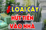 Trong nhà có 2 cây không giàu cũng phước, là cây gì?