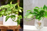 Người thuộc 3 mệnh này hợp trồng cây trầu bà, đặt trong nhà tài lộc vượng phát