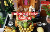 Đón vía Thần tài nhớ trồng cây cảnh này ở ban thờ giúp gia chủ phát tài, tiền như lũ vàng vào đầy két