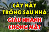 3 cây trồng trước nhà gia đạo suy vong: Trồng sau nhà tiền vào như nước, là cây gì?