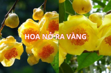 Vì sao nên trồng cây trà hoa vàng trước nhà? Muốn khỏe muốn giàu sang cải thiện phong thủy hay trồng ngay