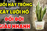 Ai thuộc 2 tuổi này trồng cây lưỡi hổ: Kinh doanh đắc tài chẳng thiếu tiền xài