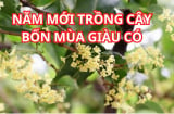 Loại cây cho ra tiền thật hợp cả 5 mệnh, ai cũng có thể trồng cây này để thu hút giàu có thịnh vượng