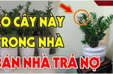 Nhà có 4 loại cây này càng xanh tươi, sức khỏe càng sa sút, tiền bạc trôi sông nợ ngập đầu