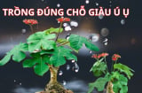 Trồng cây ngô đồng cảnh trước nhà có tốt không? Ai yêu thích loài cây này hãy chú ý những đại kỵ