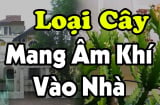 Trước cửa trồng cây âm, tiền bao nhiêu cũng mất sạch, cây âm là cây gì?