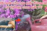 Hoa giấy thích nhất uống 1 loại nước: Tưới 1 cốc hoa nở nhiều hơn lá, rực rỡ quanh năm