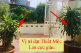 Tại sao nhà giàu thích trồng cây Thiết Mộc Lan trước cửa nhà?