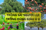 Tổ tiên dặn phải nhớ: Trồng cây âm trước cửa gia đình lụi, chuyển đúng vị trí con cháu giàu. Nghĩa là thế nào?