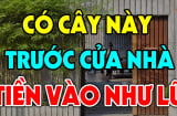 4 loại cây trồng trước nhà nào nhà đó tiền vào như nước lũ: Nhà giàu nào cũng có 1 cây