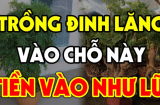 Vị trí tốt nhất trồng cây Đinh Lăng: Chỉ cần 1 cây cũng giúp gia chủ thu hút tài lộc, giàu có