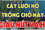 Cây Lưỡi Hổ xua đuổi Tà Ma, âm khí đừng trồng linh tinh: Đây là vị trí cực tốt, chỉ 1 cây cũng giàu