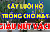 Cây kim tiền hút tài lộc vào nhà: Nhưng 2 tuổi này chớ dại trồng kẻo tiền bạc trôi sông, nợ ngập đầu