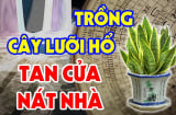 Cây lưỡi hổ hợp phong thủy nhưng 2 tuổi này trồng là rất kị, của cải trôi sông