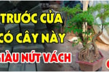 Nghèo mấy cũng đừng chặt bỏ 3 loại cây này: Cây càng xanh tươi người càng giàu có, đó là cây gì?