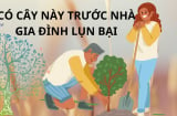 Tổ tiên dặn kỹ: 5 loại cây này dẫu có thích cũng không trồng trước nhà, cây khỏe người yếu, khó mà giàu được