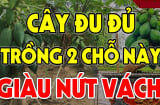 Vị trí trồng Đu Đủ tốt nhất: Chỉ 1 cây thôi cũng đủ may mắn, sung túc cả năm