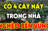 4 loại cây hút Âm Khí: Trồng trước nhà cây càng xanh tươi người càng hao tài, khánh kiệt: Đó là cây gì?