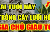 Người tuổi này trồng cây Lưỡi Hổ như Rồng cưỡi mây: Kinh doanh đắc tài chẳng thiếu tiền xài, 1 cây cũng giàu