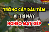 Trước cửa có 3 cây âm, cuộc sống gập ghềnh trắc trở, 3 cây âm là những cây nào?