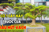 4 cây cảnh mọc trong sân, phước lành đến từ mọi hướng, có 1/4 gia chủ đã giàu