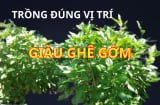 Cây rau này vừa ngon dễ trồng, giúp khỏe người lại được phong thủy khuyên trồng vị trí này hút tài lộc cực giàu