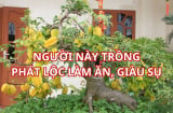 Trồng cây khế thu hút tài lộc, gia đình khỏe mạnh, người tuổi này trồng 1 cây giúp làm ăn thuận lợi giàu sụ