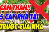 Trước cửa có 5 cây ác, cây càng xanh tươi gia chủ càng khánh kiệt, 5 cây đó là gì?