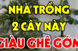 3 loại cây đệ tử Thần Tài trồng trước nhà nào nhà đó giàu nứt vách: Đó là cây gì?