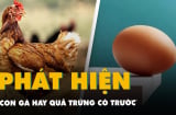 Sự thật con gà có trước hay quả trứng có trước?