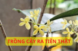 Trồng cây này như chôn hũ vàng trước nhà, cây hợp 5 mệnh hái hoa ra tiền, gia đình khỏe mạnh giàu có