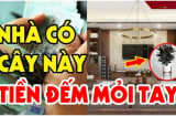 3 loại cây đệ tử Thần Tài rất hợp phong thủy: Chỉ 1 cây trong nhà cũng đủ sung túc, nghe tên đã giàu