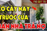 Người xưa nói: 'Trước cửa có 3 cây âm, cuộc sống gập ghềnh, trắc trở': Có phải chặt bỏ ngay