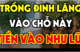 Cây Đinh Lăng trấn giữ của cải đừng trồng linh tinh: Trồng vị trí này tiền vào như nước lũ, đó là chỗ nào?