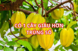 Người xưa nói trồng cây khế nhỏ thôi cũng đủ giàu có, gia đình khỏe mạnh nhất là người tuổi này hãy trồng ngay