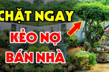 5 loại cây trồng trong dương trạch, con cháu 3 đời khốn khó lao đao, là những cây gì?