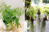 6 cây cảnh hút mùi cực tốt, dễ sống: Đặt 1 chậu trong phòng tắm lọc sạch không khí, lúc nào cũng thơm tho