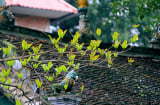 7 điều dấu hiệu chứng tỏ ngôi nhà của bạn đang có nhiều phúc, càng ở càng có lộc, đừng dại bán đi