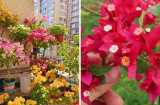Hoa giấy có 4 nỗi sợ lớn nhất, ai biết mà tránh hoa nở rực rỡ quanh năm
