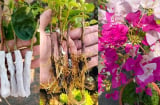 Mẹo giâm cành hoa giấy không cần đất, chỉ 1 tuần là rễ mọc tua tủa