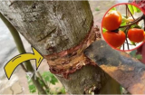 Nghèo mấy cũng đừng chặt bỏ 3 loại cây này: Cây càng xanh tươi người càng hưng thịnh, giàu có 3 đời