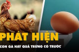 Trứng có trước hay gà có trước? Dưới đây là đáp án chính xác