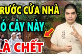 Trước nhà có 3 cây âm Tiền Bao Nhiêu Cũng Cạn: 3 cây dương Lộc Khí Bừng Bừng, cây âm, cây dương là gì?