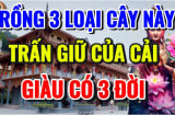 3 loại cây trấn giữ của cải, cây càng xanh tươi người càng giàu nhanh: 10 nhà giàu thì 9 nhà có trồng