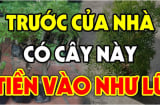 Nghèo cũng đừng bao giờ chặt bỏ 3 cây này: Đệ tử Thần Tài cây càng xanh tươi người càng giàu có