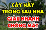 3 cây trồng trước cửa 'chặn đường' thần Tài, trồng sau nhà trấn giữ của cải